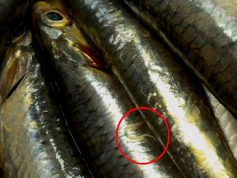Anisakidosi: come riconoscere i sintomi dell’infestazione da pesce crudo