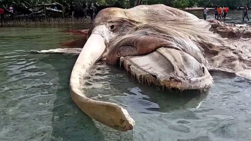 Carcassa di un’enorme creatura marina scoperta in Indonesia: l’opinione degli esperti