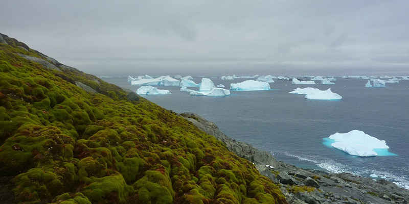 Clima: l’Antartide è sempre più verde, aumenta il muschio