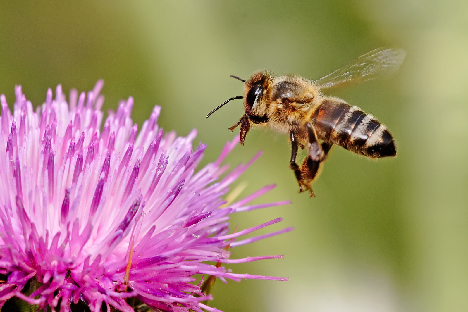 Come comportarsi in caso di puntura di ape, vespe o calabroni