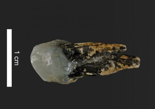 Dente di un ominide di 7,2 milioni di anni fa riscrive l’origine dell’uomo?