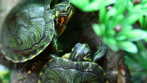 Meningite da tartaruga: neonato ricoverato in ospedale