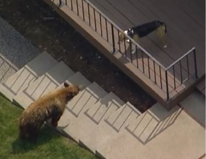 orso-bruno-nel-giardino-di-una-casa-1.jpg