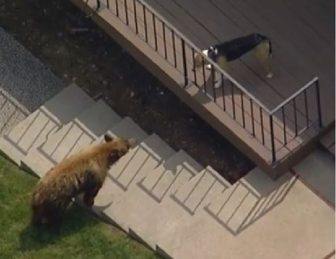 Orso bruno entra nel giardino di una casa: il cane lo fa fuggire