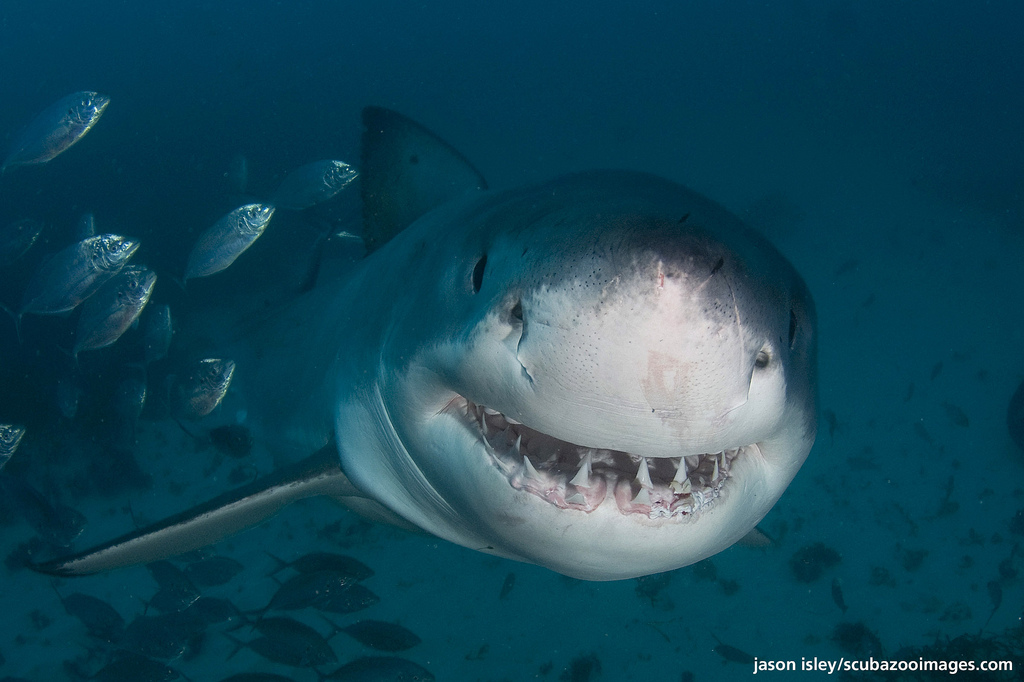 L’attacco dello squalo bianco: uomo scaraventato in acqua