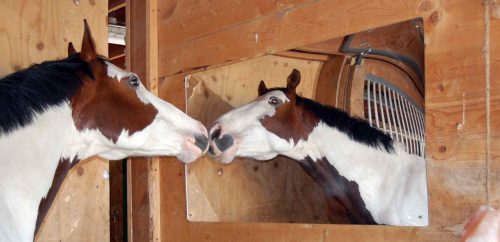 I cavalli sanno riconoscersi allo specchio? La ricerca
