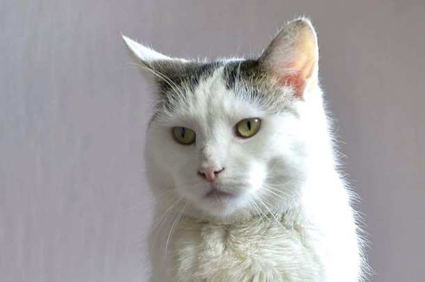 gatti-1-1.jpg