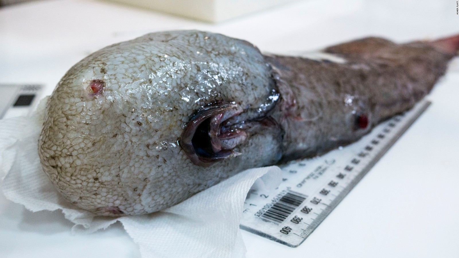 Australia: dall’oceano emerge un ‘pesce senza faccia’