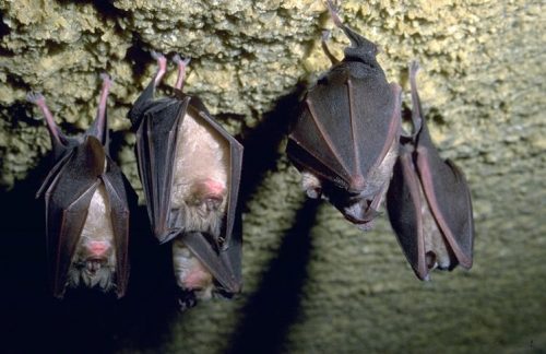 Animali: i pipistrelli nascondono dei rischi per l’uomo