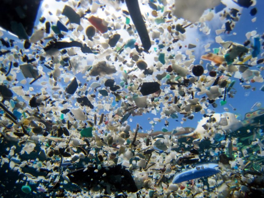 Oceani: i batteri marini stanno ripulendo l’acqua dalla plastica