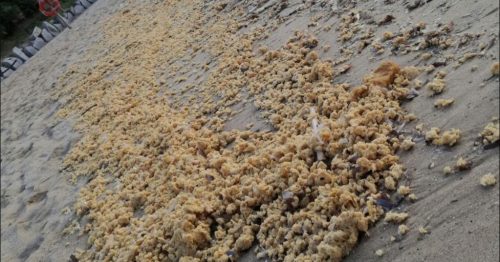 Isola d’Elba: misteriosa sostanza schiumosa invade la costa