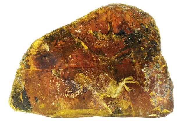 Uccello di cento milioni di anni fa scoperto nell’ambra: è record
