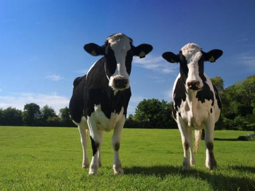 Alghe nel menu delle mucche ridurranno del 99% le emissioni di metano