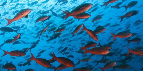 Gli effetti sui pesci di anticoncezionali e psicofarmaci negli oceani