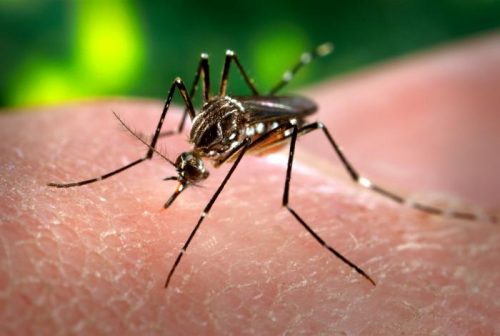 Florida: rilasciate 500 zanzare geneticamente modificate per combattere la malaria