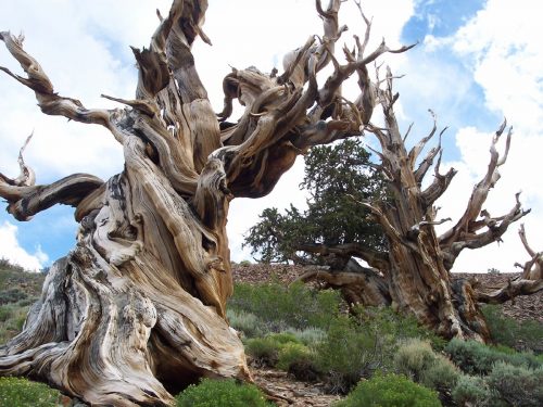 Scoperto l’albero più antico del mondo: ha 5.076 anni