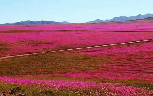 Deserto di Atacama: eccezionale fioritura anticipata