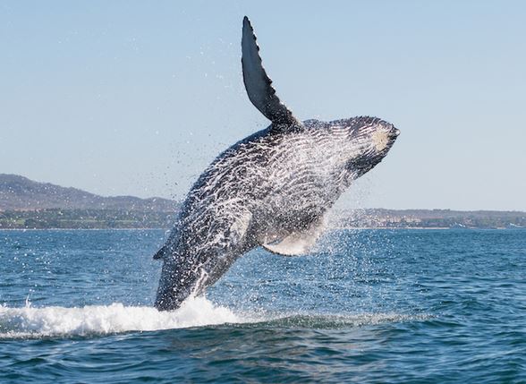 Australia: barca con otto persone a bordo sbalzata in aria da una balena