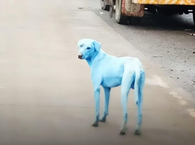 Cani azzurri a Mumbay, i randagi vittime degli scarichi inquinanti nei fiumi