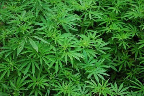 Salute: la cannabis aumenta il rischio di morte per ipertensione