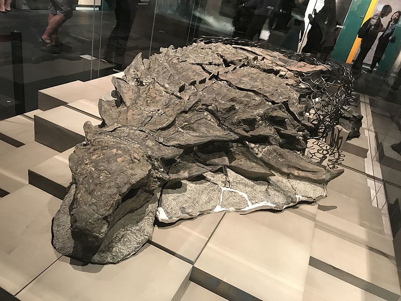Canada: scoperto il fossile di dinosauro meglio conservato di sempre