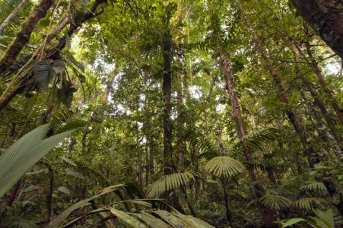 Clima: gli alberi della Foresta Amazzonica ”fanno piovere”