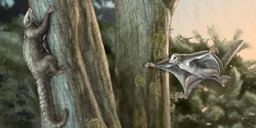 Scoperti i primi mammiferi vissuti ai tempi dei dinosauri