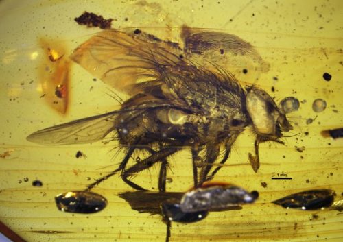 Scoperto l’antenato delle mosche, ha diciassette milioni di anni