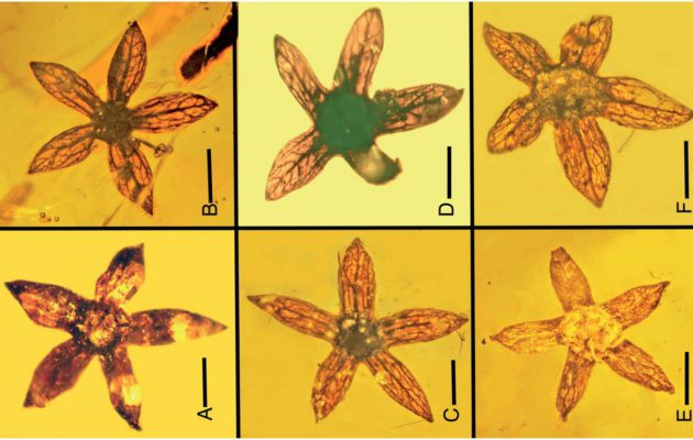 Tropidogyne pentaptera, il fiore preistorico di 100 milioni di anni fa