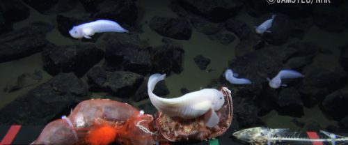 Fossa delle Marianne: avvistato pesce nel punto più profondo al mondo