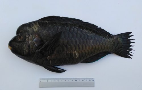 pesce-pappagallo-e1503577966376-1.jpg