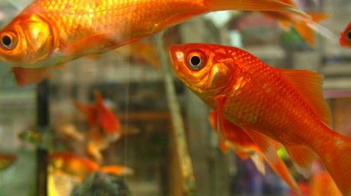 Natura: scoperto il segreto dell’incredibile resistenza dei pesci rossi