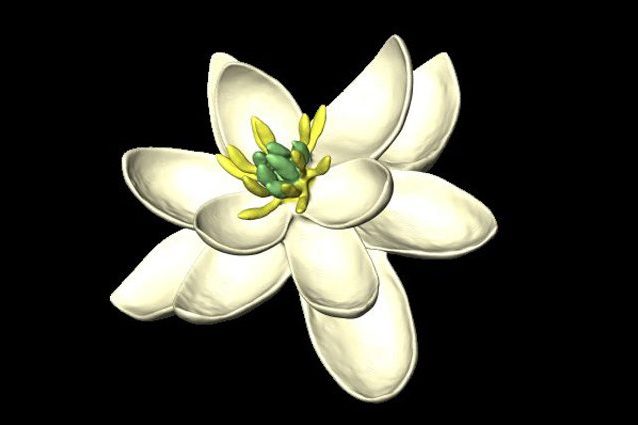 primo-fiore-1.jpg
