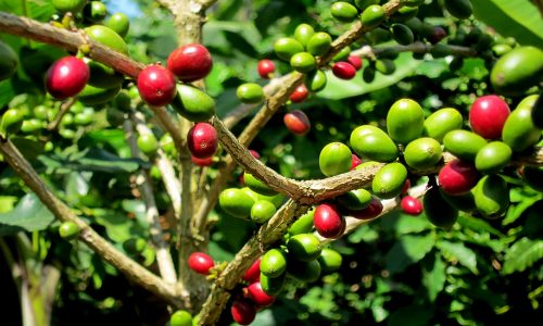 Entro il 2050 la coltivazione del caffè potrebbe scomparire