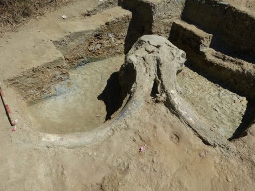 Toscana: scoperte le zanne di un mammut in Valdarno