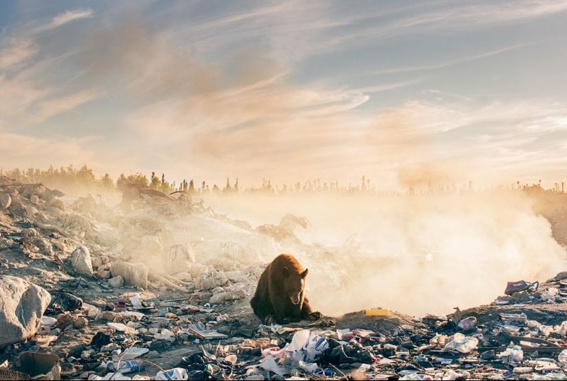 Orso circondato dai rifiuti, lo scatto struggente che ha fatto piangere il fotografo