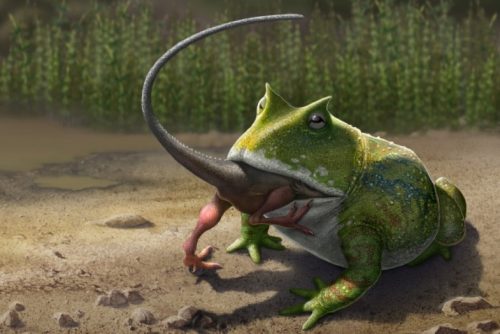 Beelzebufo, la rana preistorica che mangiava i dinosauri