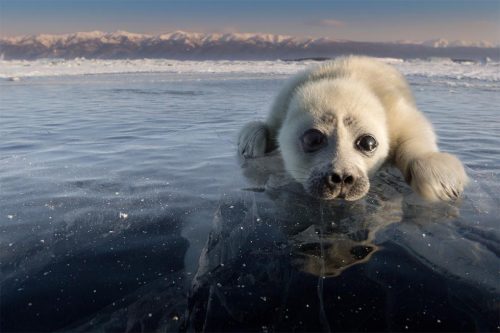 Lago Bajkal: misteriosa strage di foche, oltre 130 esemplari morti