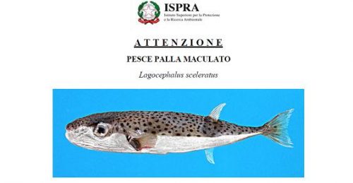 Ambiente: in Puglia scoperto pericoloso pesce palla maculato