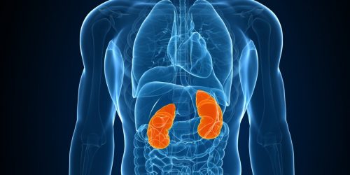 Tumore al rene, oltre 13.000 casi ogni anno: sintomi e fattori di rischio