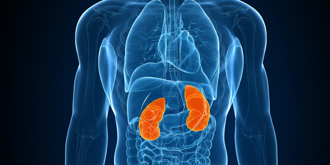 Tumore ai reni, oltre 13.000 casi ogni anno: sintomi e fattori di rischio