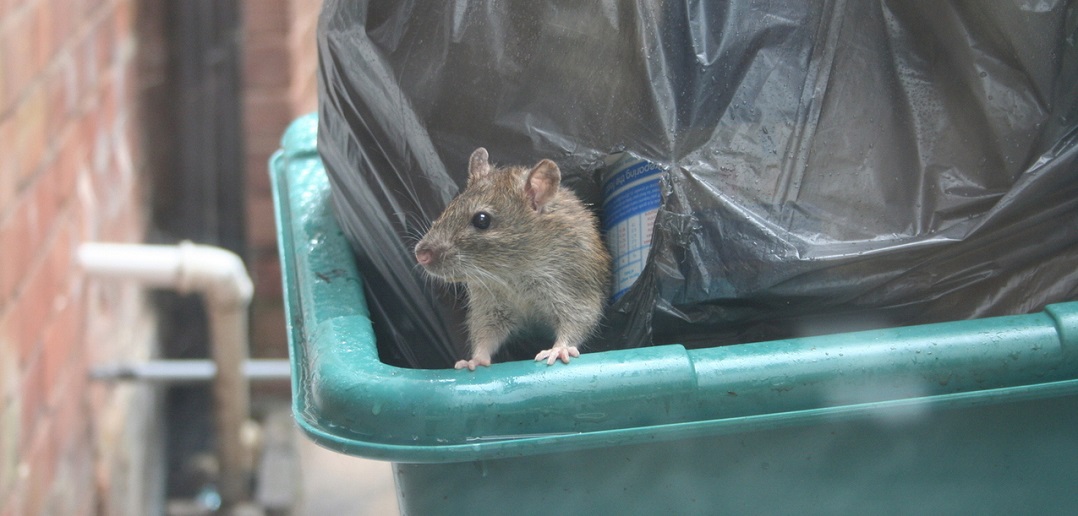 Invasione di topi in Olanda: aumentano i casi di leptospirosi