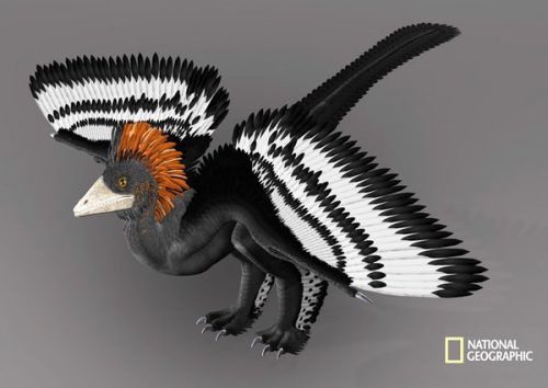 Anchiornis, ricostruite le caratteristiche dell’antico dinosauro piumato