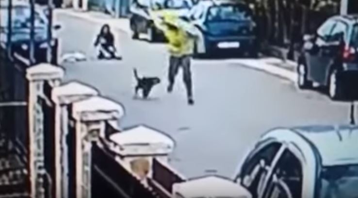 cane attacca ladro