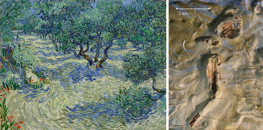 Cavalletta nel quadro di Van Gogh, era nascosta da 128 anni