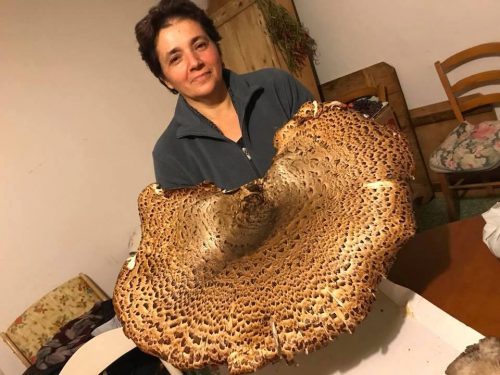 Fungo gigante raccolto in provincia di Salerno: è record