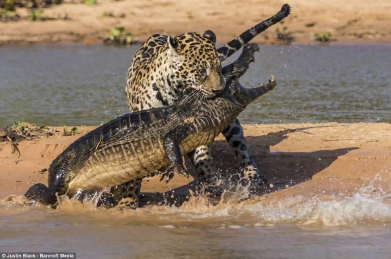 Giaguaro attacca caimano: il video virale su internet