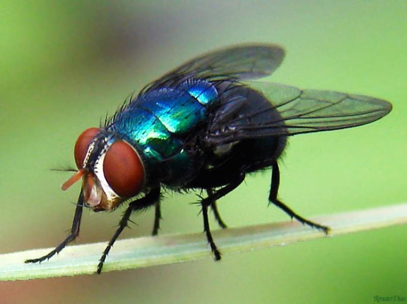 Le mosche sono molto più pericolose del previsto: la ricerca