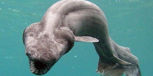 Scoperto uno squalo serpente, ‘dinosauro’ sopravvissuto fino a giorni nostri