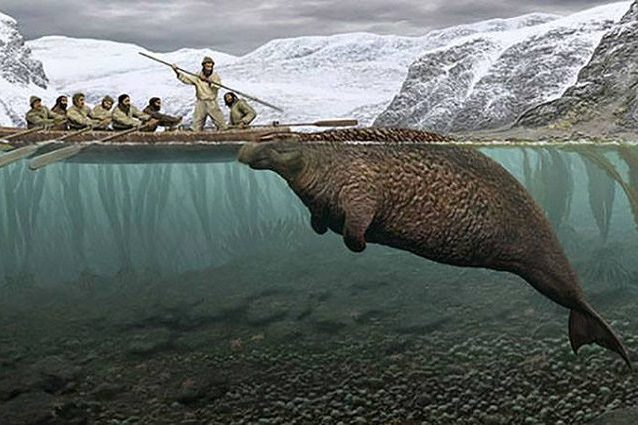 Siberia: scoperti i resti di ‘Vacca di mare’, un enorme animale estinto